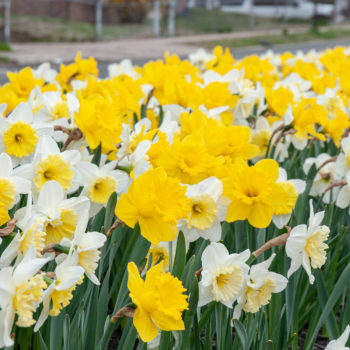 Gold Shoulder Daffodil from Colorblends