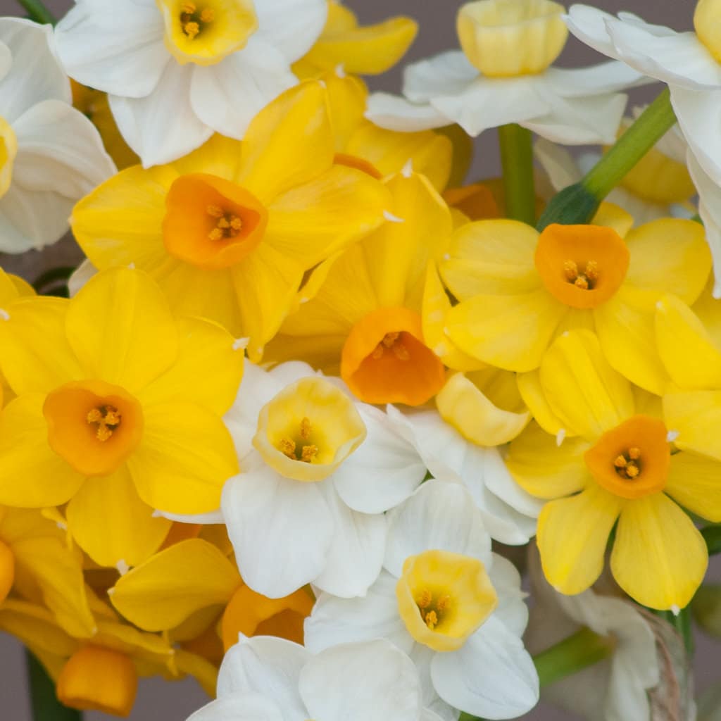 Tazetta Essentials Daffodil from Colorblends