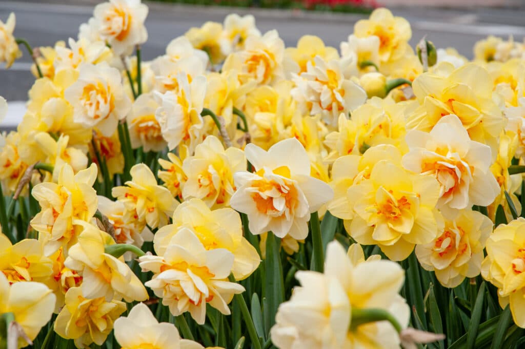 Oh Pairs Daffodil with flowers
