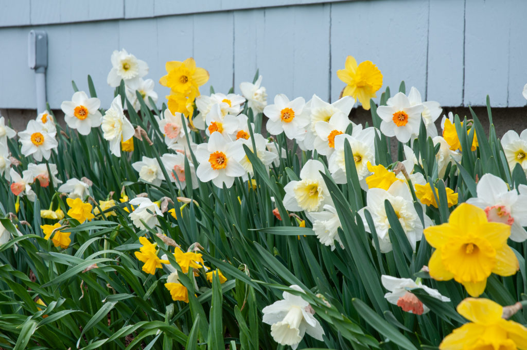 Gritty Southern Daff growing together