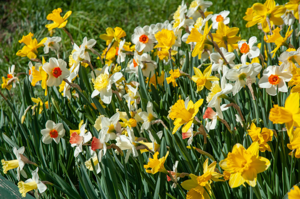 Gritty Southern Daff group