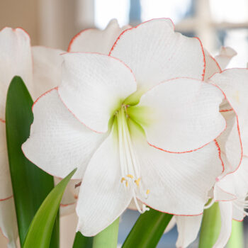 Picotee Amaryllis from Colorblends